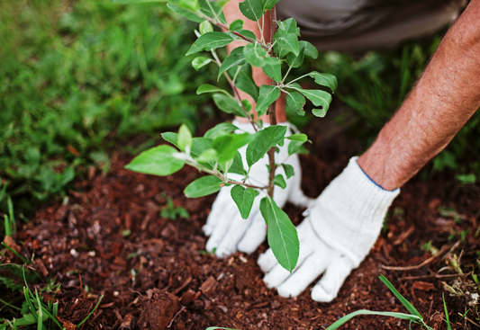 FREE Tree Planting